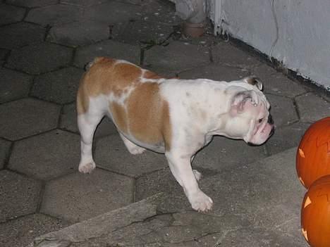 Engelsk bulldog Sumo billede 13