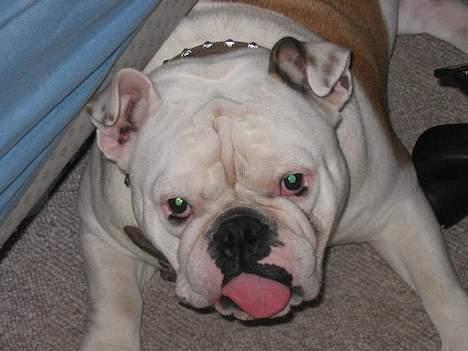 Engelsk bulldog Sumo billede 14