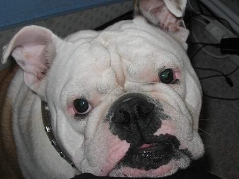 Engelsk bulldog Sumo billede 15