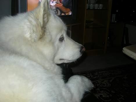 Samojedhund sandra billede 4