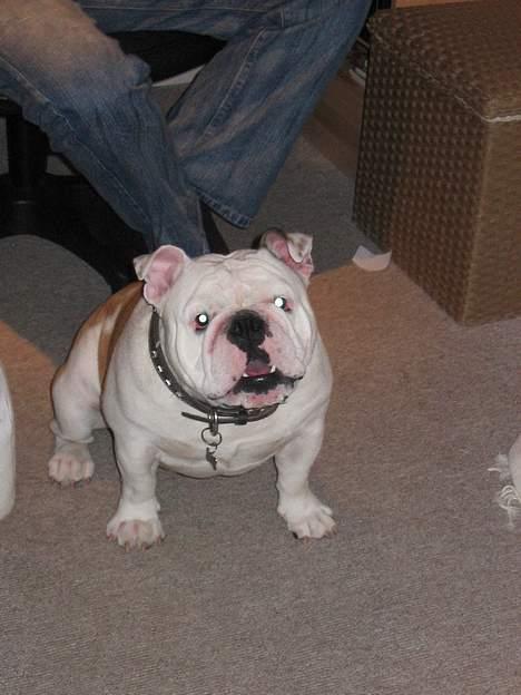 Engelsk bulldog Sumo billede 16