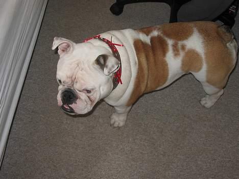 Engelsk bulldog Sumo billede 17