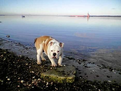 Engelsk bulldog Sumo billede 18