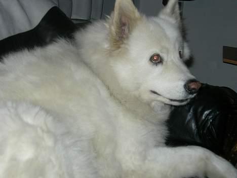 Samojedhund sandra billede 5