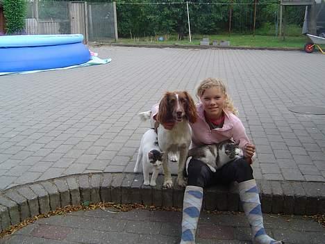 Engelsk springer spaniel jill - Sammen med nogen af mine andre dyr;) billede 8