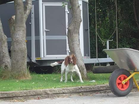 Engelsk springer spaniel jill - Er der noget? billede 9