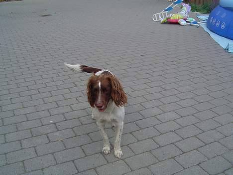 Engelsk springer spaniel jill - Liige ud at løbe;) billede 10