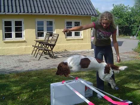 Engelsk springer spaniel jill - Min lille spring hund<3 billede 11