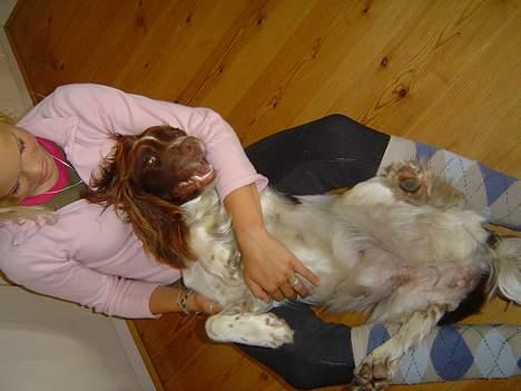 Engelsk springer spaniel jill - Den lille babe<3 billede 12