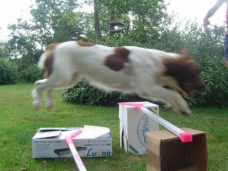 Engelsk springer spaniel jill - hun ka jo spring;) billede 13
