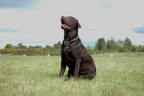 Labrador retriever Hannibal - Er det godt nok mor !! billede 11