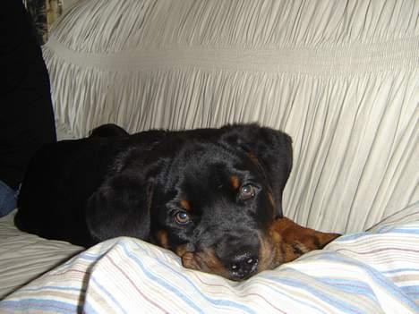 Rottweiler Otto - Har fået en god vane , sys jeg selv .. hopper op i sofaen  billede 5
