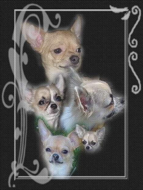 Chihuahua Nala billede 20