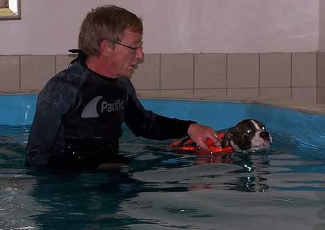 Amerikansk bulldog Kettner´s Devil Dancer - Se lige hvor god jeg er, svømmer helt selv... billede 6