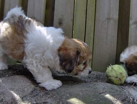 Coton de tulear Trille  - hmm....  hvad er du for een..... ?? billede 3
