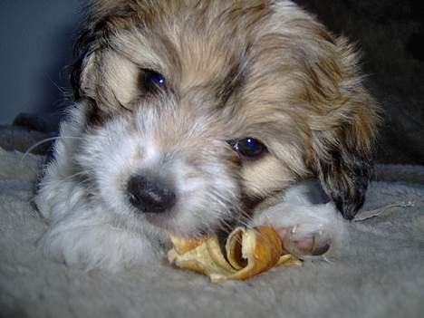 Coton de tulear Trille  - nam nam nu får jeg mig en lille guffer....... billede 4