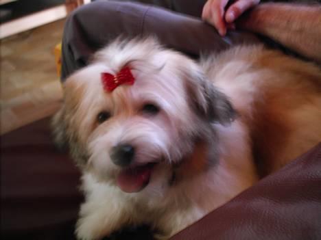 Coton de tulear Trille  billede 5