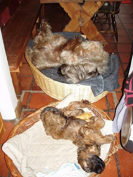 Briard Wilma Victoria - En middagssøvn efter en tur i skoven...Zzzzzzz billede 15