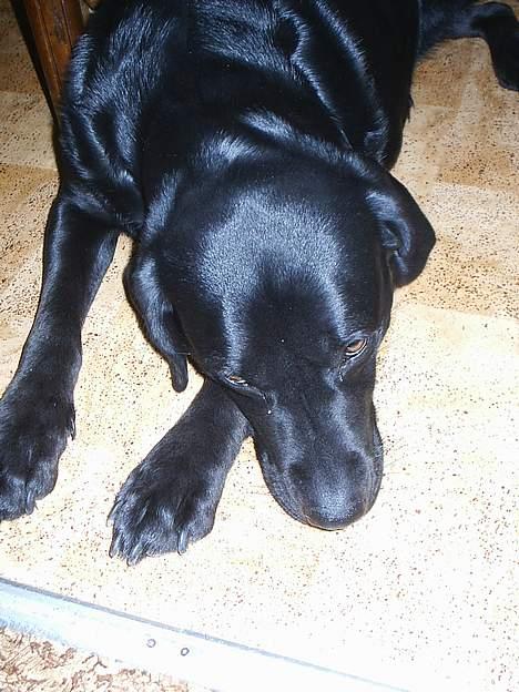 Labrador retriever Teglgaardens Maj - Åhhh please mor... Bare et lille stykke???? billede 3