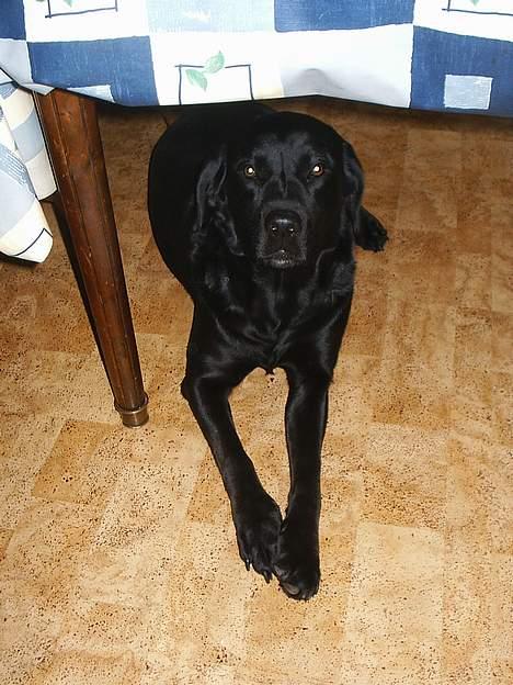 Labrador retriever Teglgaardens Maj - Nu ligger jeg rigtig fint... :-) billede 4