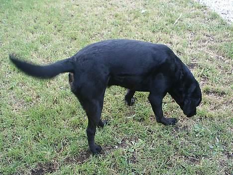 Labrador retriever Teglgaardens Maj - altså jeg har ikke tålmodighed til al det fotohalløj billede 5