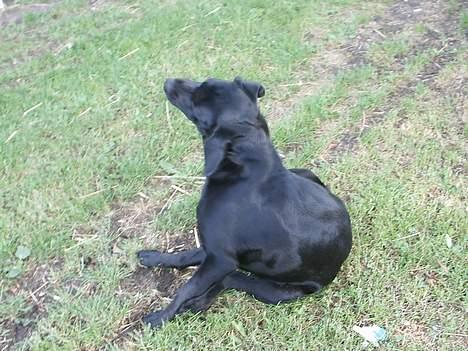 Labrador retriever Teglgaardens Maj - Hvem sagde fotogen???? billede 6