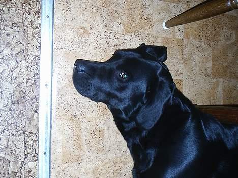 Labrador retriever Teglgaardens Maj billede 7
