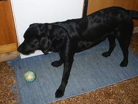 Labrador retriever Teglgaardens Maj billede 8