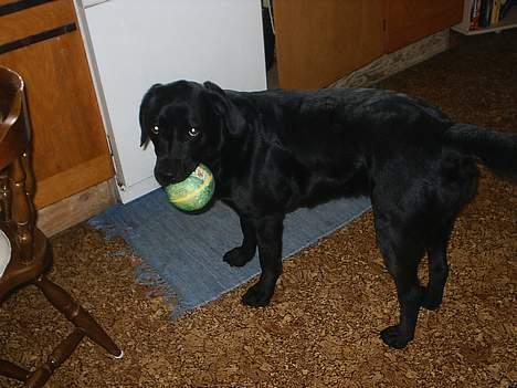 Labrador retriever Teglgaardens Maj billede 9