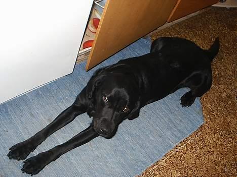 Labrador retriever Teglgaardens Maj - Jeg SVÆRGER!! Jeg ved ikk hvorfor lågen til skraldespanden står åben.... billede 10