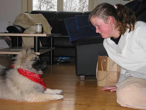 Keeshond Keeshos Buska - Jeg tager lige en snak med faster Malene billede 20