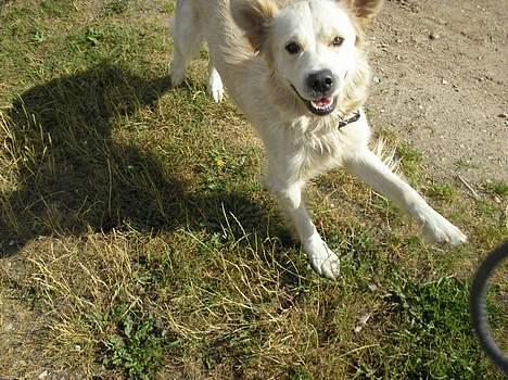 Golden retriever Max. billede 13