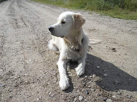 Golden retriever Max. billede 14