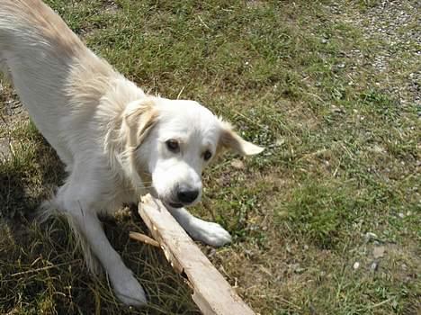 Golden retriever Max. billede 15
