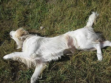 Golden retriever Max. billede 16