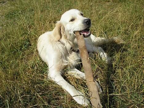 Golden retriever Max. billede 17