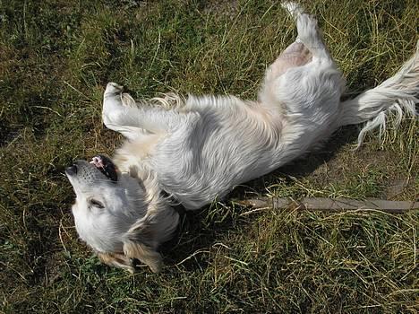 Golden retriever Max. billede 18