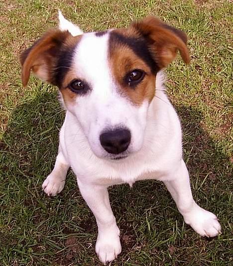 Jack russell terrier Pie     - HVA SÅ SMUKKE.. billede 1