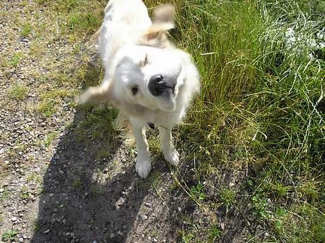 Golden retriever Max. billede 19