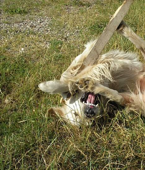 Golden retriever Max. billede 20