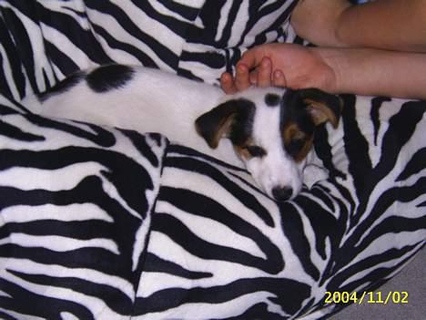 Jack russell terrier Pie     - PyHa ;D billede 3