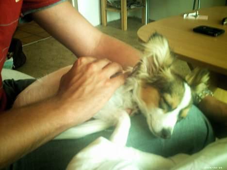 Papillon Tyson billede 9
