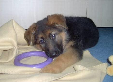 Schæferhund  Schila   - ej hvor mine tænder altså kløøøøør billede 1