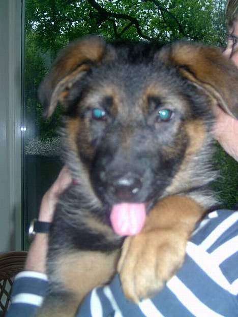 Schæferhund  Schila   billede 2