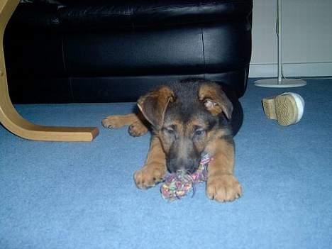 Schæferhund  Schila   billede 3