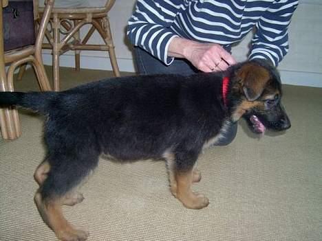 Schæferhund  Schila   billede 4