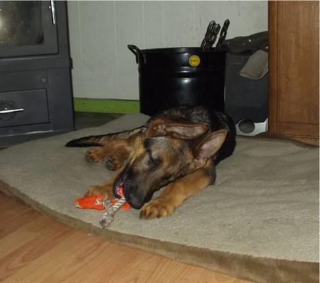 Schæferhund  Schila   billede 5