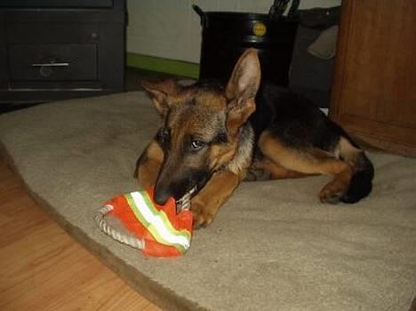 Schæferhund  Schila   billede 6