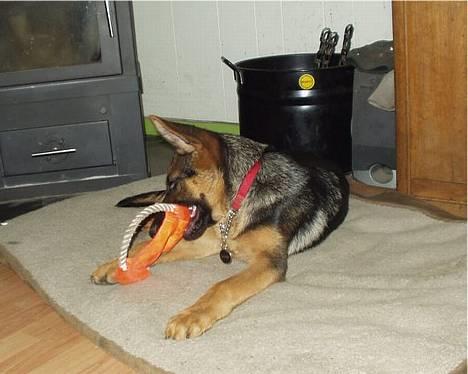 Schæferhund  Schila   billede 7