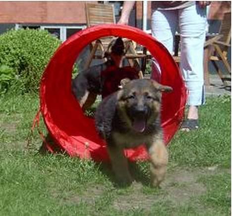 Schæferhund  Schila   - sådan en ring er vild sjov billede 8